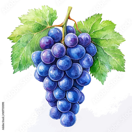 Grape, watercolor clipart vector, isolated on a white background.