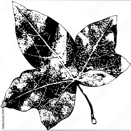 Vector Detailed ivy leaf showcases intricate vein .