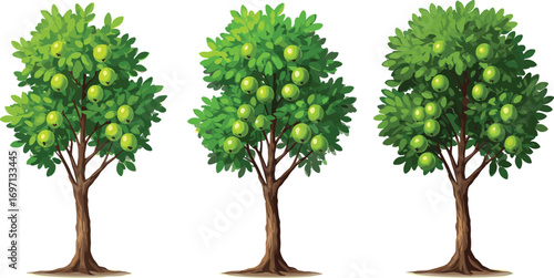 Green apple trees with fresh ripe apples, orchard, healthy fruit, nature, agricultural farming, summer season, tree branch, fresh harvest, organic produce