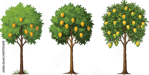 Mango trees with ripe yellow mango fruits, tropical orchard, healthy fresh fruit, natural greenery, vibrant summer harvest, outdoor farming scene