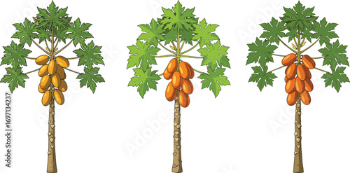 Three papaya trees with ripe orange fruit, tropical plants, green leaves, healthy fresh papayas, tropical garden, nature, agriculture, exotic fruit trees