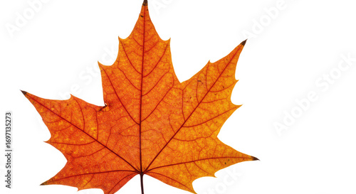 Wallpaper Mural Single Orange Maple Leaf Autumn Fall. Torontodigital.ca