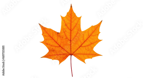 Wallpaper Mural Single orange maple leaf autumn foliage 9. Torontodigital.ca