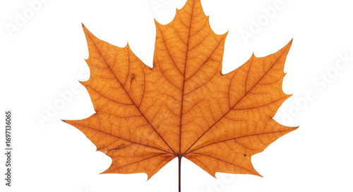 Wallpaper Mural Single orange maple leaf autumn foliage 11. Torontodigital.ca