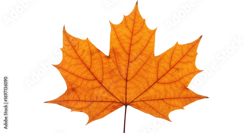 Wallpaper Mural Single orange maple leaf autumn foliage 12. Torontodigital.ca