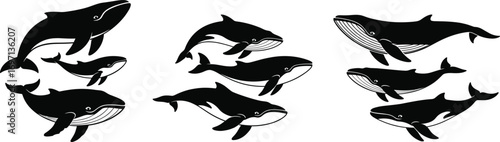 Black and white whale illustrations, cartoon marine mammals, ocean wildlife art, baleen whales drawing, aquatic animal clipart, sea creature graphics