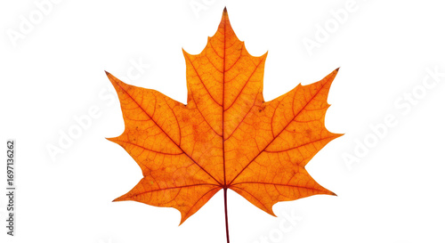 Wallpaper Mural Single orange maple leaf autumn foliage 15. Torontodigital.ca