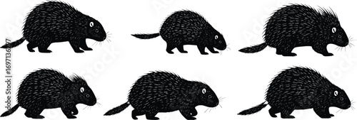 Stylized porcupine animal silhouette, black vector illustration, wildlife character design, spiky fur, cartoon mascot, walking poses, isolated white background, creative art
