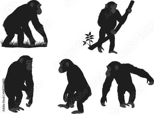 Chimpanzee silhouette collection, various poses and activities, walking, standing, holding stick, crouching, wildlife behavior, primate posture, animal movement, nature illustration, vector art