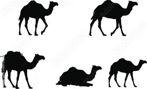 Camel silhouette walking, standing, lying down, loaded camel, desert animal poses, wildlife illustration, caravan concept, travel art, Middle East culture, vector