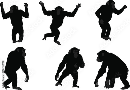 Silhouette chimpanzee poses collection, wild animal movement illustration, primate behavior study, monkey stance variety, wildlife art, jungle species design, vector graphic