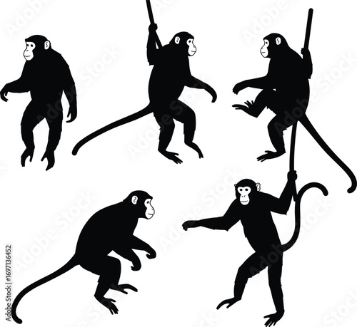 Silhouette, monkeys, climbing, swinging, jungle, wildlife, tropical, animals, nature, rope, vine, playful, primates, exotic, forest, black, white, faces, dynamic, poses