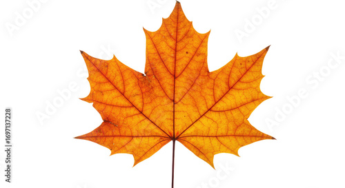 Wallpaper Mural Single orange maple leaf autumn foliage 28. Torontodigital.ca