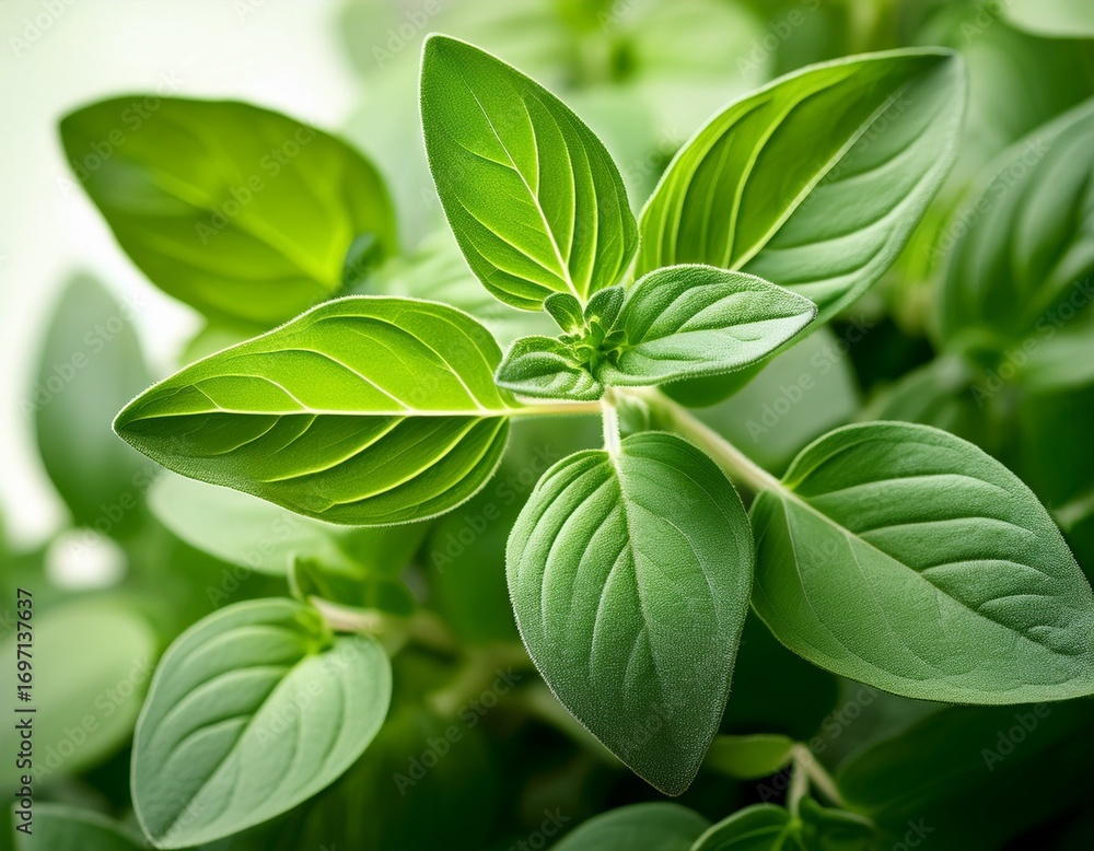 Obraz premium leaves oregano plant