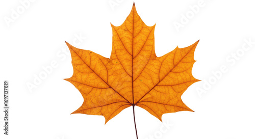 Wallpaper Mural Single orange maple leaf autumn foliage 37. Torontodigital.ca