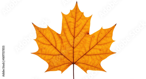 Wallpaper Mural Single orange maple leaf autumn foliage 38. Torontodigital.ca
