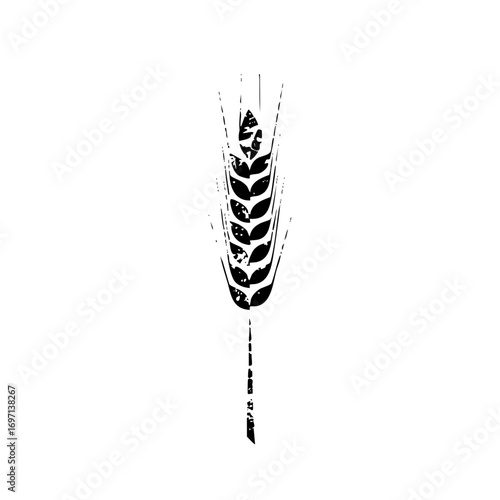 Vector Elegant wheat stalk with detailed grain texture.