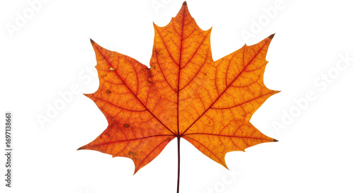 Wallpaper Mural Single orange maple leaf isolated on white 12. Torontodigital.ca