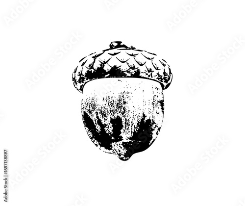 Vector Detailed of a single acorn with textured cap and nut.