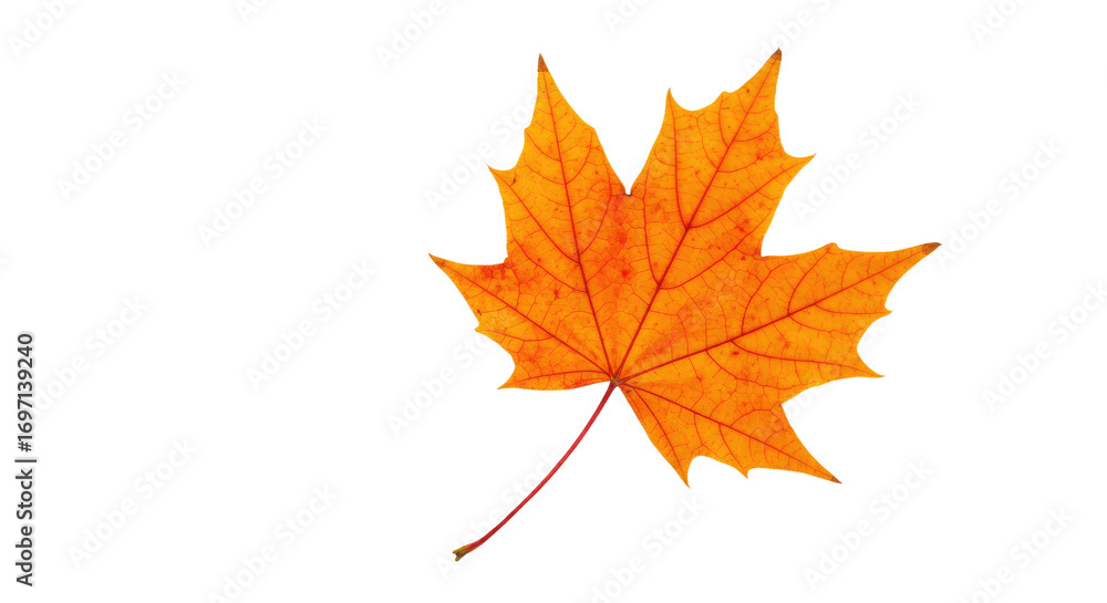 Single orange maple leaf isolated on white 18. Single orange maple leaf isolated on white 18.