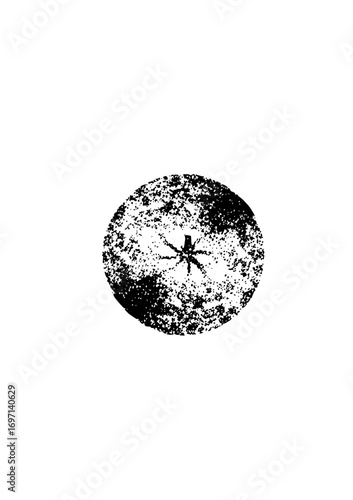 Vector Detailed of a citrus fruit with a spider.