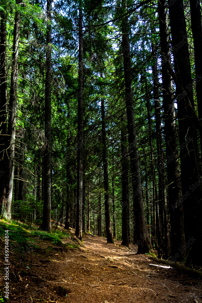 Obraz premium Vertical photo of a narrow trail through a dense dark forest with a mossy slope. Mystical woodland scene, like from a fairytale or fantasy world. Mossy forest trail in dark dense woods