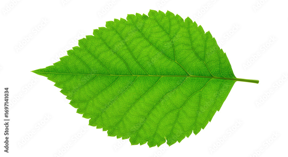 Obraz premium Single vibrant green leaf detailed view 8.