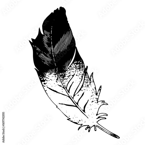 Vector Detailed black feather showcases elegant quill .