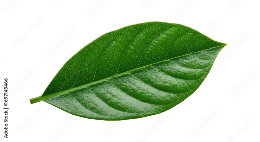 Fototapeta premium Single vibrant green leaf isolated on white 20.