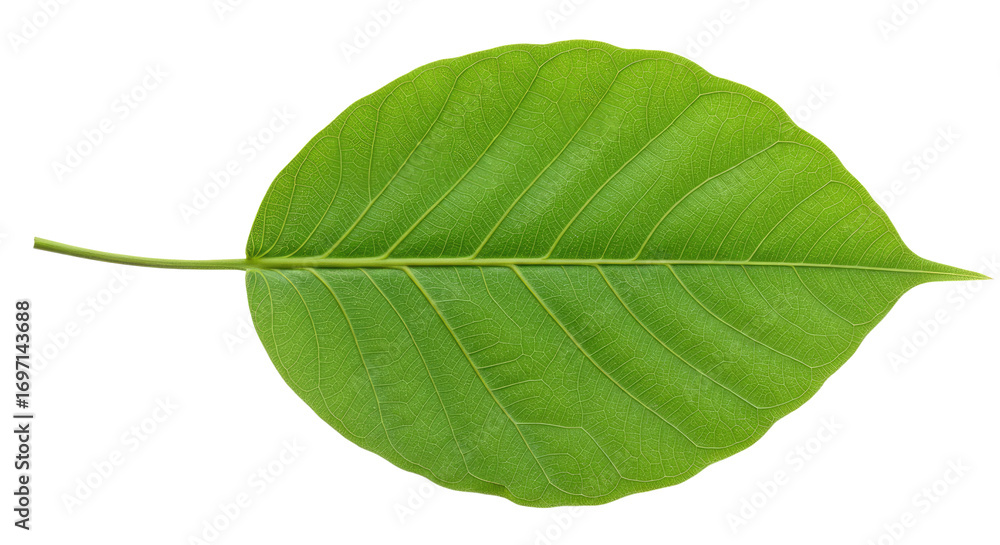Obraz premium Single vibrant green leaf isolated on white.