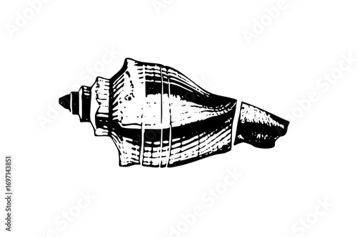 Vector Detailed of a spiral seashell with textured ridges.