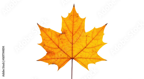 Wallpaper Mural Single vibrant orange maple leaf autumn foliage. Torontodigital.ca