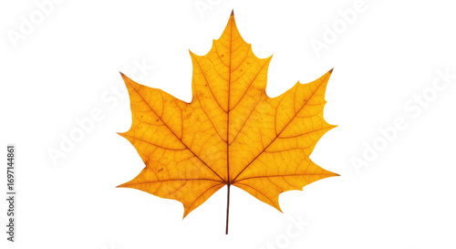 Wallpaper Mural Single vibrant orange maple leaf isolated 1. Torontodigital.ca