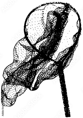 Vector Detailed of a stag beetle with textured exoskeleton and curved mandibles.