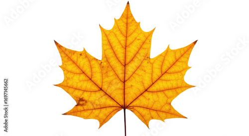 Wallpaper Mural Single vibrant yellow maple leaf autumn foliage 4. Torontodigital.ca