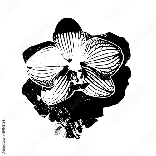 Vector Elegant orchid flower in monochrome style.