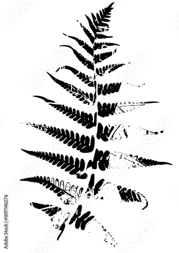 Vector Elegant fern frond showcases detailed botanical shapes.