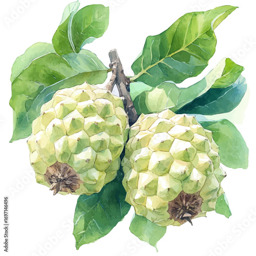 Custard Apple, watercolor illustration vector, isolated on a white background.