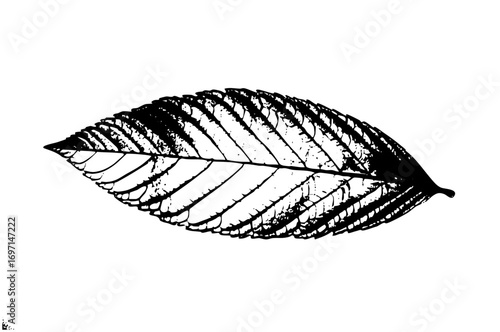 Vector Detailed of a single leaf with prominent veins.