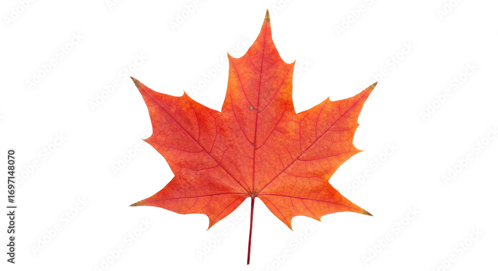 Fototapeta premium Vibrant Red Maple Leaf Autumn Foliage 1.