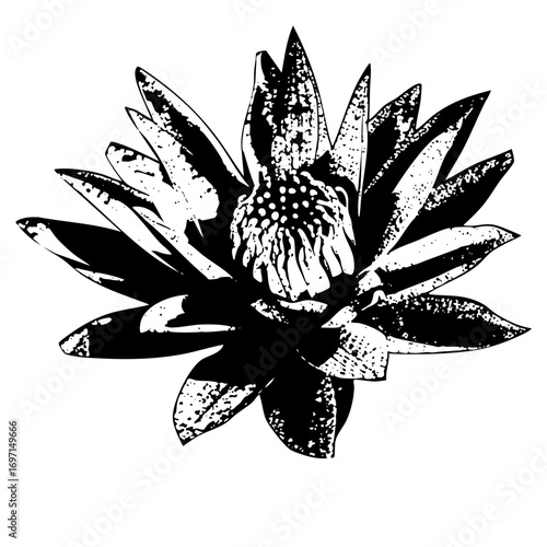 Vector Detailed lotus flower in monochrome style.