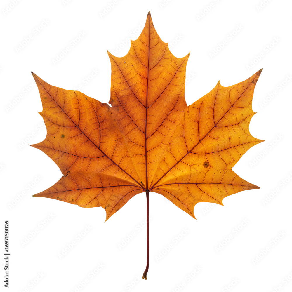 Fototapeta premium Autumn Maple Leaf on White – Symbol of Fall, Change, and Natural Beauty