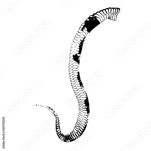Vector Stylized cobra with patterned scales and flared hood.
