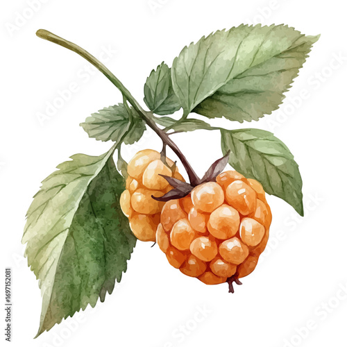Cloudberry, watercolor drawing vector, isolated on a white background.