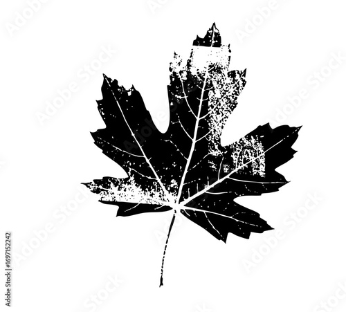 Vector Detailed maple leaf with distressed texture.