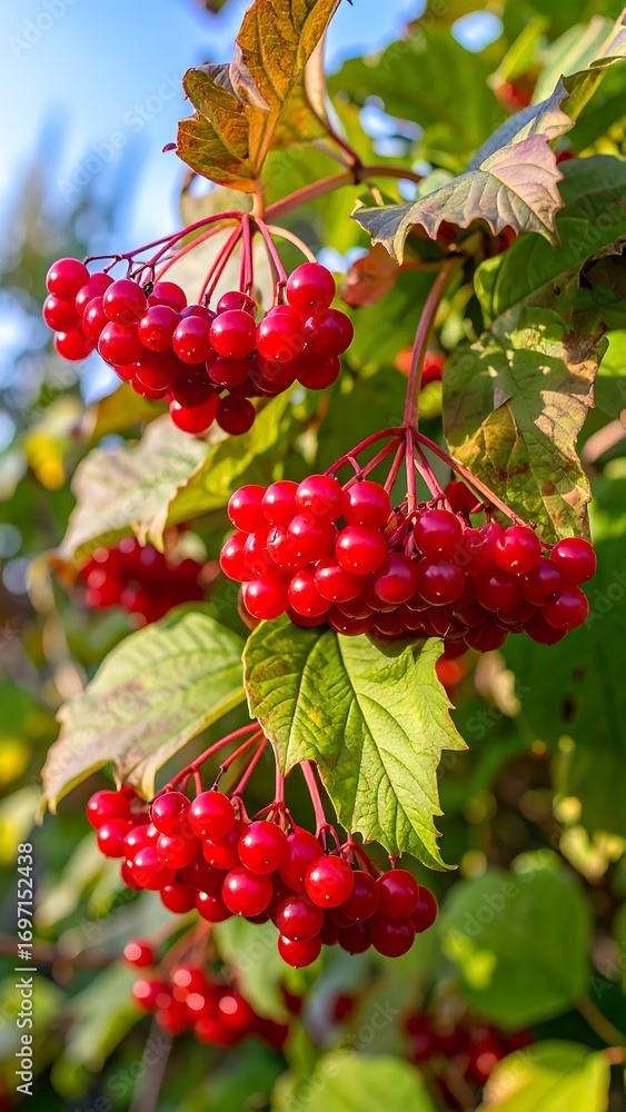 Fototapeta premium Vibrant red berries on green leaves