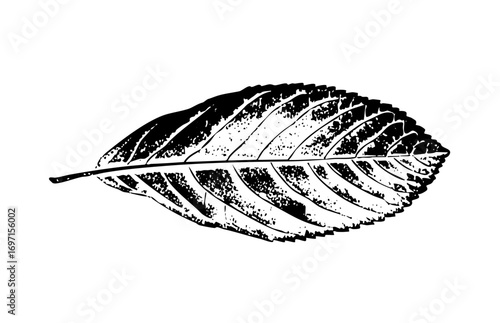 Vector Detailed of a single leaf with prominent veins.