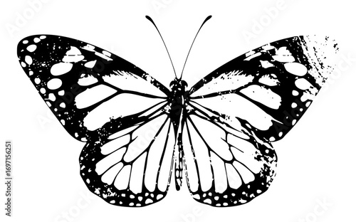 Vector Detailed black and white butterfly with patterned wings.