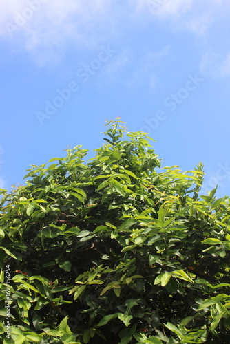 tree branches against blue sky
