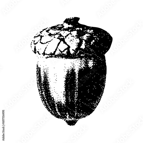 Vector Detailed of a single acorn with textured cap and body.